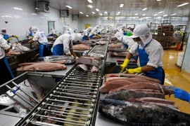 Workers at Binh Dinh Fishery Joint Stock Company (BIDIFISCO) process ocean tuna for export to Japan, the US and Europe. (Photo: VNA)