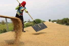 A farmer dries harvested palay in Baliuag, Bulacan on April 14, 2023. (PNA photo by Joan Bondoc)