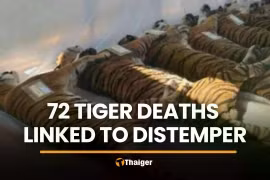Thailand: Dozens of tigers die from infectious disease