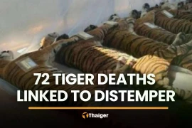 Thailand: Dozens of tigers die from infectious disease