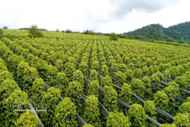 A pepper farm in Gia Lai province (Photo: VNA)