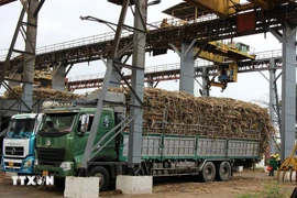 The KCP Sugar Mill in Dak Lak province purchases sugarcane from local farmers for processing. (Photo: VNA)