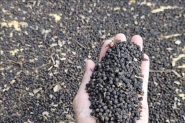 Pepper export turnover surges 27.6% during the first nine months of 2025. (Illustrative photo: VNA)