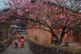 Lung Cu commune is covered with cherry blossoms in spring. (Photo: VNA)