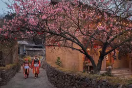 Lung Cu commune is covered with cherry blossoms in spring. (Photo: VNA)