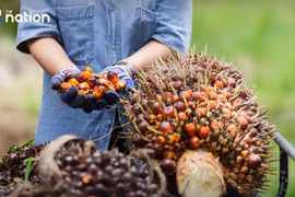 Thailand tightens crude palm oil export controls