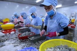 Processing shrimp for export in Dak Lak province (Photo: VNA)