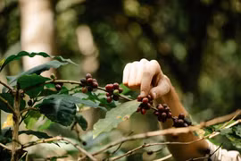 Laos moves to promotes sustainable coffee, tea farming