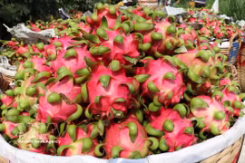 Cho Gao dragon fruit of Dong Thap province granted collective trademark protection by the Intellectual Property Office of Vietnam (IPO). (Photo: VNA) 