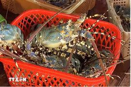 According to preliminary statistics from Vietnam's Customs Department, as of August 15 this year the country's shrimp exports to China (including Hong Kong) surged by up to 76% over the same period last year (Photo: VNA)
