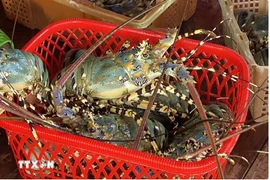 According to preliminary statistics from Vietnam's Customs Department, as of August 15 this year the country's shrimp exports to China (including Hong Kong) surged by up to 76% over the same period last year (Photo: VNA)