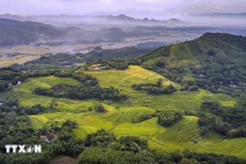 Mien Doi terraced fields in Thuong Coc, Phu Tho (Photo: VNA)