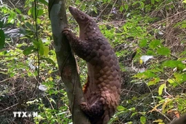Sunda pangolins (Manis javanica), also known as the Javan pangolin, are listed in Group IB – critically endangered and strictly protected from all commercial exploitation (Photo: VNA)