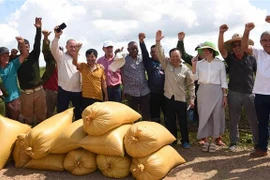 Representatives of AgriVMA company, Vietnamese and Cuban engineers, farmers and officials are delighted with the high productivity of the rice fields. (Photo: VNA)