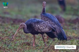 Cambodia steps up efforts to protect endangered wildlife