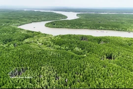 Vietnam expands coastal forests to bolster green growth