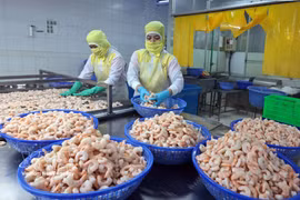 Shrimp processing for export at Huy Nam company, An Giang province. (Photo: VNA)