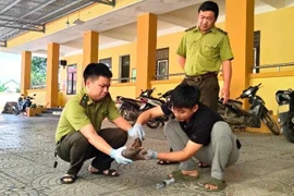 A veterinarian of the Centre for Rescue, Conservation and Creature Development under Phong Nha – Ke Bang National Park examines a Javan pangolin. (Photo: nhandan.vn)