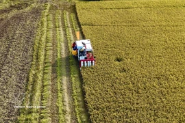 Farmers harvest the 2025 Winter–Spring rice crop in An Giang province. (Photo: VNA)