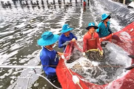 Vietnam's shrimp exports regained momentum in the first half of 2026 after a volatile period, supported by robust demand from mainland China and Hong Kong. (Photo: VNA)