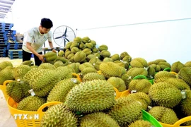 Durians for export gathered at a fruit warehouse in Dong Nai province (Photo: VNA)