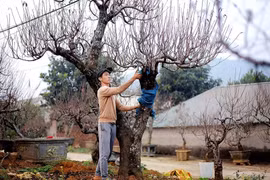 A gardener in Da Bac commune, Phu Tho province, tends peach trees for Tet. (Photo: VNA)