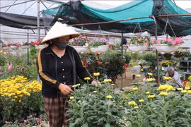 Farmers in Ninh Phuc flower village, Dong Hoa Lu ward, Ninh Binh province, are completing the final steps to bring beautiful and high-quality potted plants to market (Photo: VNA)