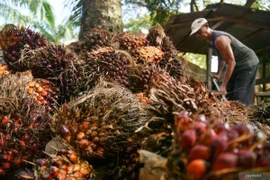 A worker collects oil palm fruit bunches at a PT Perkebunan Nusantara IV plantation in Deli Serdang, North Sumatra, Indonesia. The government is preparing to implement the mandatory 50% biodiesel (B50) programme in 2026 to stop diesel import. (Photo: Antara)