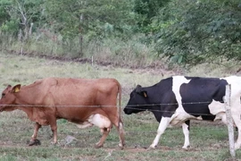 Illustrative photo (Photo: da.gov.ph)