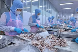 Workers process octopus for export to the Japanese market at Huy Nam Company in An Giang (Photo: VNA)