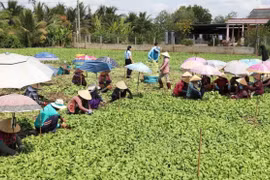 The National Statistics Office under the Ministry of Finance will conduct a nationwide rural and agricultural census from July 1-30. (Photo: VNA)