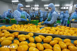 Workers process mangoes for export at a factory of the An Giang Fruit and Vegetable JSC in Lam Dong province. (Photo: VNA)