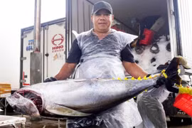 Tam Quan fishing port is central Vietnam’s largest offshore tuna fishing hub. (Photo: VASEP)