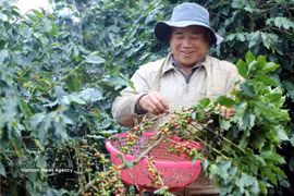 A farmer in Chieng Mai commune, Son La province, harvests coffee cherries. (Illustrative photo: VNA)