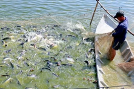 Tra fish farming in Dong Thap province (Photo: VNA)