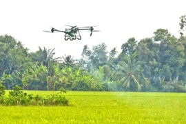 A drone is used to spray pesticides to care for the winter-spring rice crop in the Mekong Delta City of Can Tho (Photo: VNA)