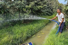 A farmer in Vinh Binh Bac commune, Go Quao district, take care of durian gardens after Kien Giang province's irrigation system was gradually closed to help prevent salinity and protect freshwater areas during the dry season. (Photo: VNA)