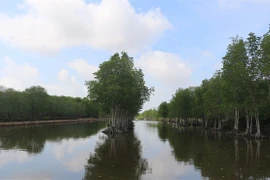 Mangrove forests in Ca Mau province play an important role in safeguarding the environment and reducing the harmful impacts of rising sea levels, which cause erosion and threaten ecosystems and biodiversity. (Photo: VNA)