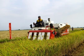 Cultivating rice with low emissions in the Mekong Delta (Photo: VNA)