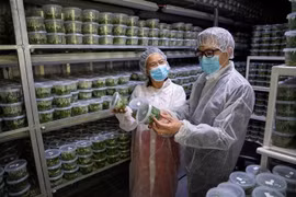 Seminar participants visit a laboratory of an Israeli agricultural company. (Photo: VNA) 