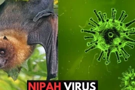 Nipah virus infection is designated a Group A infectious disease, with reported fatality rates of between 40 and 75%. (Photo: moh.gov.vn)