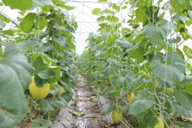 Bac Ninh province aims to further expand organic farming models and promote the adoption of high-tech agricultural practices. (Photo: bacninh.gov.vn)