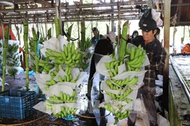 Farmers process bananas before supplying to the market. (Photo: VNA)