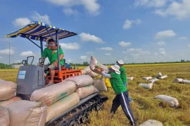  Low-emission rice marks breakthrough in Vietnamese rice sector’s green transformation