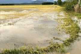 Large areas of rice fields in Nam Thanh commune remain heavily submerged after the rains. (Photo: VNA)