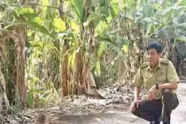 A rare long-tailed macaque (Macaca fascicularis) has been released into the wild at U Minh Ha National Park after being voluntarily handed over by a resident. (Photo published by VNA)