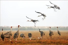 The Tram Chim National Park was previously home to a large population of red-crowned cranes, with a recorded number of more than 1,000 birds arriving during their annual migration. (Photo: VNA)