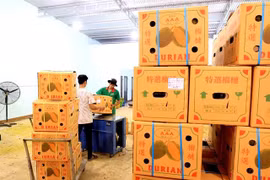 Export durian batches. China has tightened the inspection of Basic Yellow 2 (BY2) residues in durian batches exported from other countries into their market, including Vietnam (Photo: VNA)