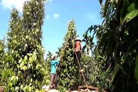 Farmers in Gia Lai are harvesting pepper. (Photo: VNA)