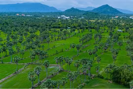 A vast palm forest in the Bay Nui region in the southern province of An Giang. (Photo: VNA)
